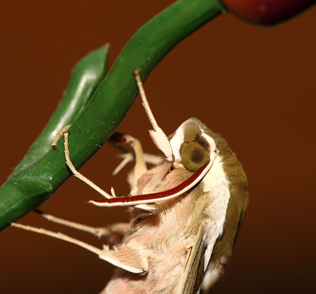 Spurge hawk-moth (Hyles euphorbiae)