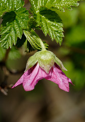 Salmonberry Flower (Rubus spectabilis)