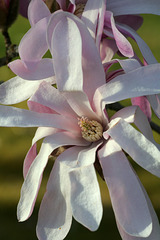 Magnolia