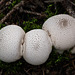 Puffballs