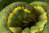 Caterpillar