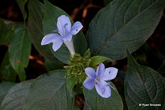 20071015-0335 Barleria terminalis Nees