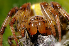 Araneus quadratus female.