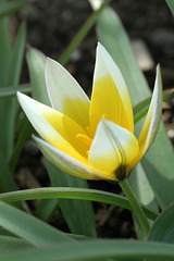 Tulipa tarda