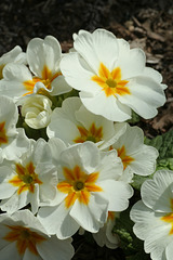 White Primroses