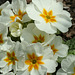 White Primroses