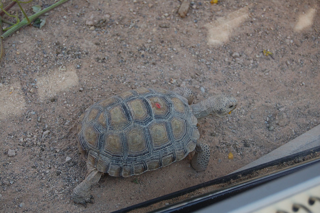 Desert Tortoise