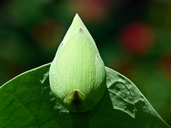 Sacred Lotus bud