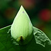 Sacred Lotus bud