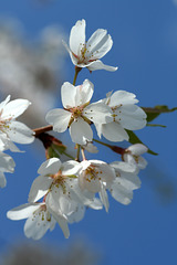 Flowering Cherry