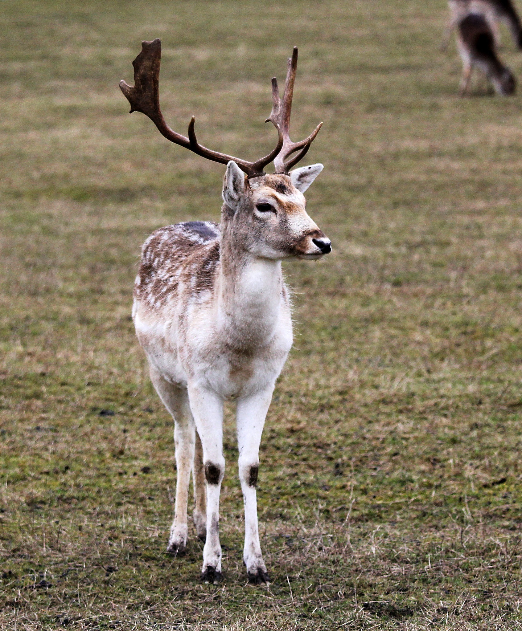 Damhirsch