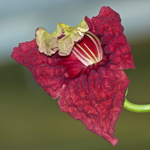 Sausage Tree flower / Kigelia africana Sausage Tree flower / Kigelia africana