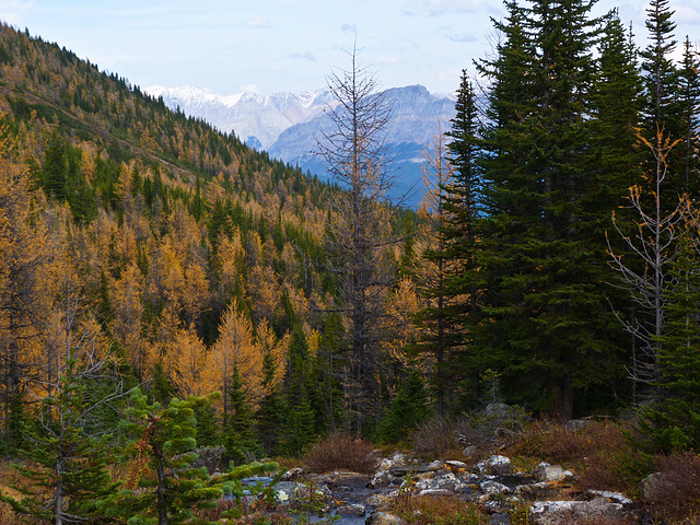 Glorious fall colours in Larch Valley