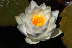 water lily