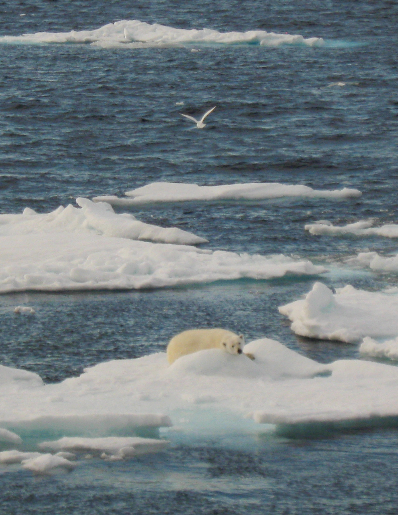 At Least The Polar Bears Enjoy It! ;))