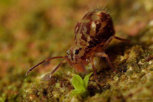 Dicyrtomina saundersi