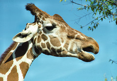 Giraffe