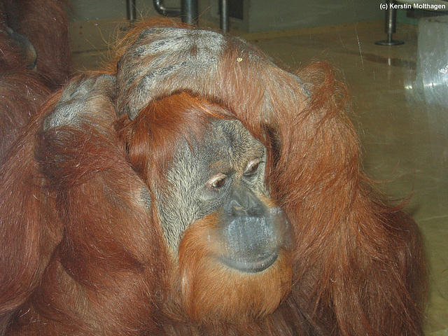 Orang-Utan Caroline (Wilhelma)