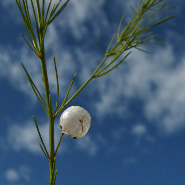 Asparagus berry