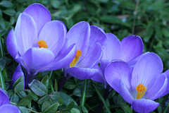 Crocuses