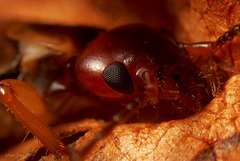 earwig