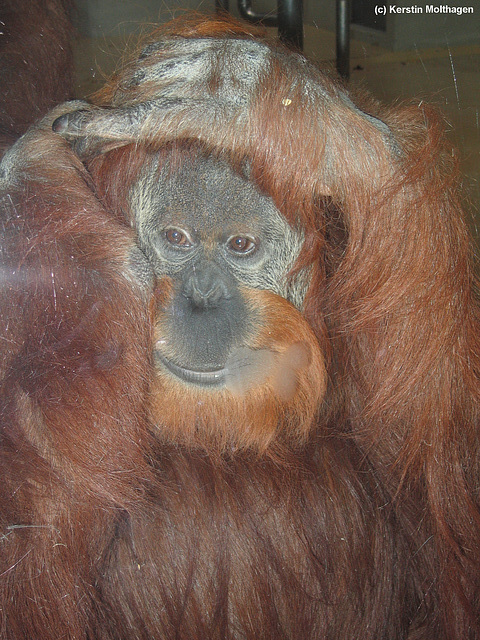 Orang-Utan Caroline (Wilhelma)