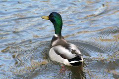 Mallard