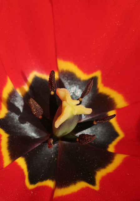 Tulip Macro #2