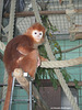 Junger Haubenlangur (Wilhelma)