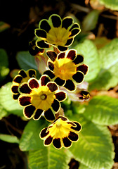 Primroses