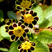 Primroses