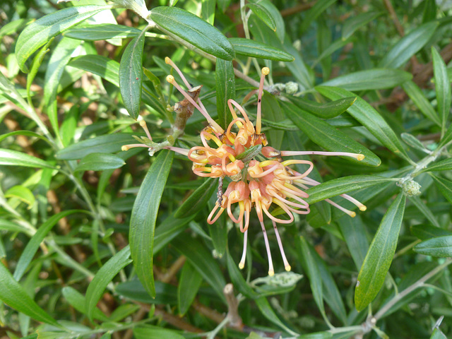 olive grevillea