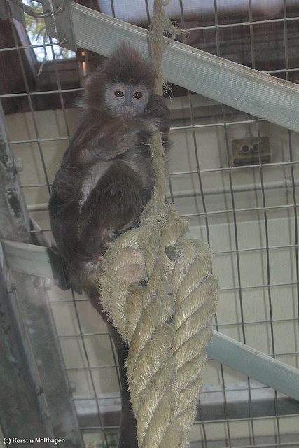 Haubenlangur Ontala (Wilhelma)