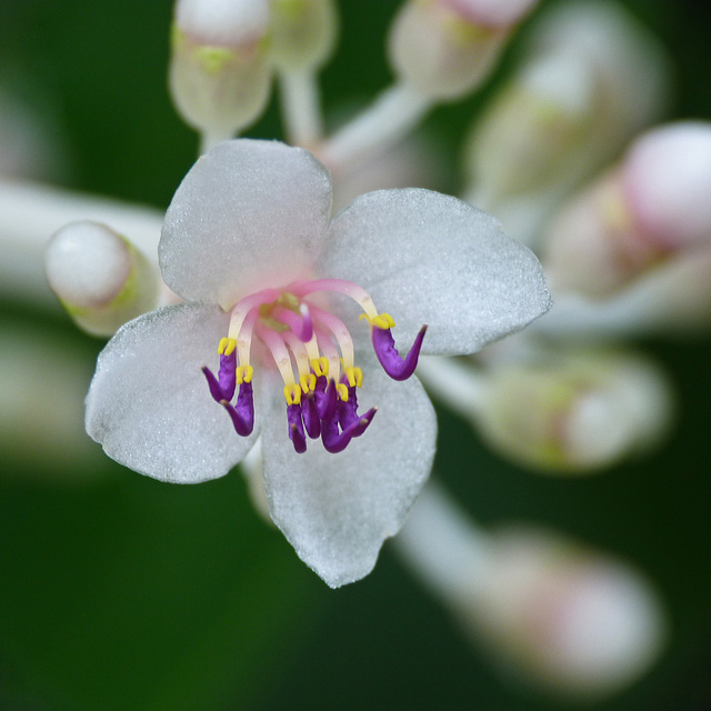 Tropical flower