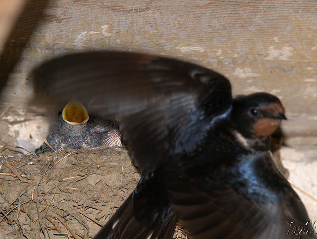 Gulp Attending The Young Swallowlets