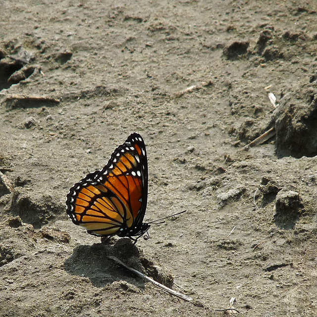 Viceroy butterfly / Limenitis archippus