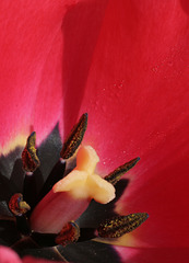 Tulip Macro #1