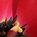 Tulip Macro #1