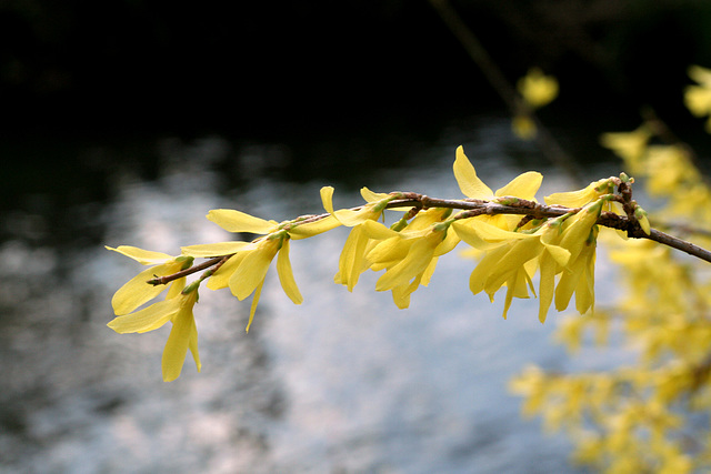 Forsythia