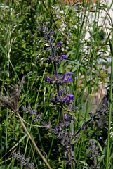 Salvia pratensis (4)