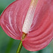 Flamingo Flower / Anthurium