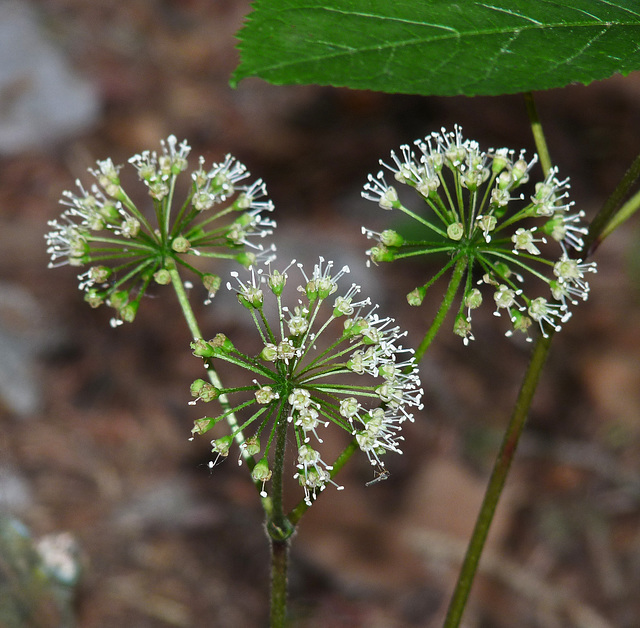 Wild Sarsaparilla / Aralia nudicaulis