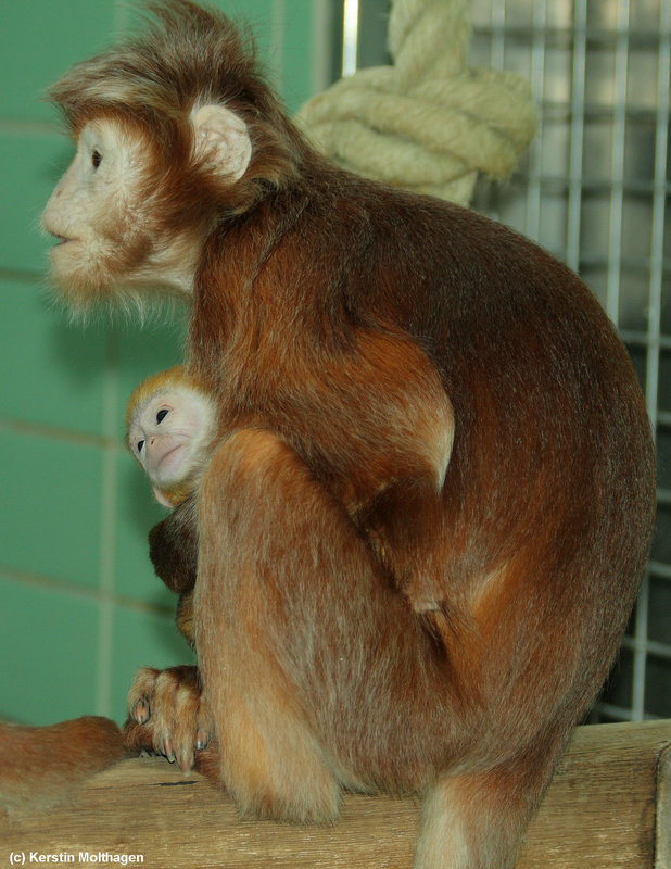 Haubenlangurenfrau mit Baby (Wilhelma)