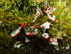 Cladonia bellidiflora, 'Toy Soldiers'