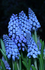 Grape Hyacinths