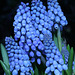 Grape Hyacinths