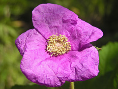 Purple-flowering Raspberry / Rubus odoratus