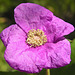 Purple-flowering Raspberry / Rubus odoratus