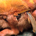 "Can you get this hair out of my eyes!"  Gonimbrasia krucki silkmoth