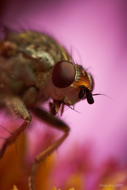 Dungfly portrait